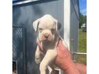 Boxer Puppy for sale in Inman, SC, USA