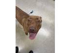 Jade American Pit Bull Terrier Young Female