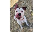 Candy American Pit Bull Terrier Adult Female