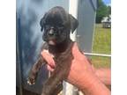 Boxer Puppy for sale in Inman, SC, USA