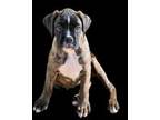 Boxer Puppy for sale in Inman, SC, USA