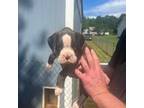 Boxer Puppy for sale in Inman, SC, USA