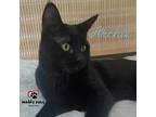 Archie Domestic Shorthair Young Female