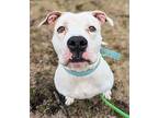 Quasar American Staffordshire Terrier Adult Male