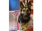 Deshka German Shepherd Dog Young Female