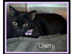 CHERRY available 3/23 Domestic Shorthair Adult Female