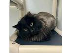 Binx Domestic Longhair Young Male