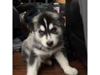 Alaskan Husky Puppy for sale in Scottsdale, AZ, USA