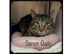 SENOR GATO see also Tormento Domestic Shorthair Adult Male