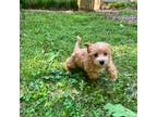 Mutt Puppy for sale in Rock Hill, SC, USA