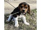 General Grievous Beagle Puppy Male