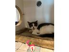 Pop Domestic Shorthair Kitten Male