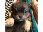 Chihuahua Puppy for sale in Hayesville, NC, USA