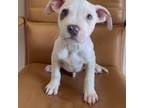 American Pit Bull Terrier Puppy for sale in Coram, NY, USA