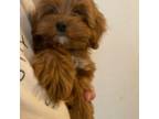 Maltipoo Puppy for sale in Phoenix, AZ, USA