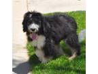 Aussiedoodle Puppy for sale in Victorville, CA, USA