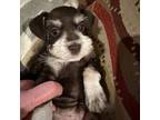 Schnauzer (Miniature) Puppy for sale in Benton, LA, USA