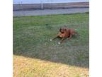 Rhodesian Ridgeback Puppy for sale in College Station, TX, USA