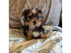 Morkie