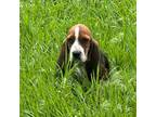 Basset Hound Puppy for sale in Okmulgee, OK, USA