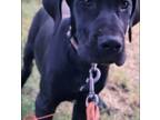 Great Dane Puppy for sale in Holt, MI, USA