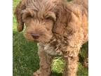 Australian Labradoodle Puppy for sale in Nipomo, CA, USA