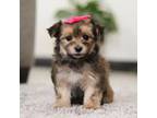 Mutt Puppy for sale in Baltic, OH, USA