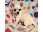 Chihuahua Puppy for sale in Gilbert, SC, USA