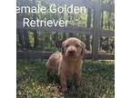 Golden Retriever Puppy for sale in Raeford, NC, USA