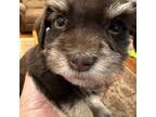 Schnauzer (Miniature) Puppy for sale in Benton, LA, USA