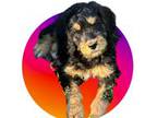 Mutt Puppy for sale in Winston Salem, NC, USA
