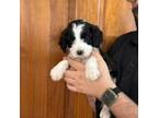 Mutt Puppy for sale in Winston Salem, NC, USA