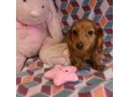 Dachshund Puppy for sale in South Paris, ME, USA