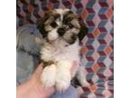 Lhasa Apso Puppy for sale in South Paris, ME, USA