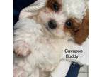 Cavapoo Puppy for sale in Rochester, NY, USA