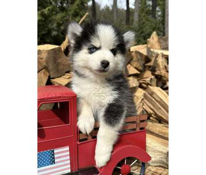Pomsky Puppies (Pomeranian/Husky) is a Male Pomeranian Puppy For Sale in Albany WI