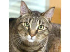 Adopt Quincy a Brown or Chocolate Domestic Shorthair / Domestic Shorthair /