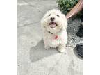 Adopt Submarine is on a diet a White Maltipoo / Mixed dog in Los Angeles