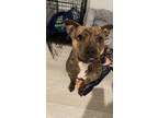 Adopt Rocko a Brindle American Pit Bull Terrier / Mixed dog in Fishers