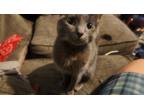 Adopt Aalyia a Gray or Blue Domestic Shorthair / Mixed (short coat) cat in East