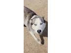 Adopt Mitera a Gray/Silver/Salt & Pepper - with White Siberian Husky / Mixed dog