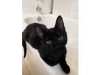 Adopt Aquaman a All Black Domestic Shorthair / Mixed (short coat) cat in Safety