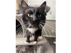 Adopt Marty a Black & White or Tuxedo Domestic Mediumhair / Mixed (long coat)