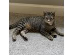 Adopt Spumoni a Brown or Chocolate Domestic Shorthair / Mixed cat in St.Jacob
