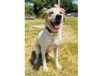 Adopt F23 FC 802 Aspen a Tan/Yellow/Fawn Labrador Retriever / Mixed dog in La