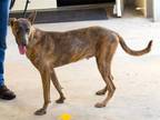 Adopt GOOFY a Brindle Belgian Malinois / Mixed dog in Sanford, FL (35626729)
