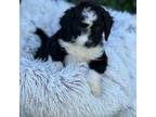 Shepadoodle Puppy for sale in Bowling Green, KY, USA