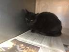 Adopt LUCKY a All Black Domestic Shorthair / Mixed (short coat) cat in