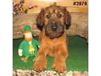 Irish Terrier Puppy for sale in Ava, MO, USA