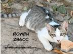 Adopt Rowen a Domestic Shorthair / Mixed (short coat) cat in Spring